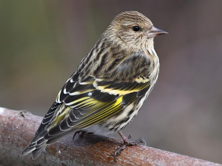 a small bird sitting on top of a wooden branch in front of a blurry background