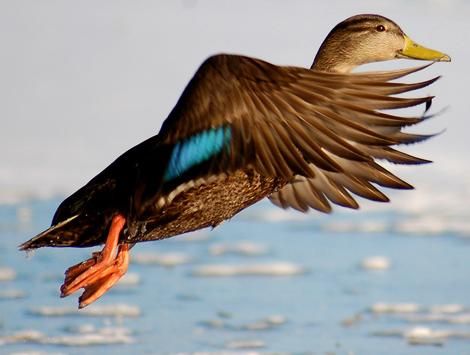 a duck is flying in the air with its wings spread out and it's wing extended