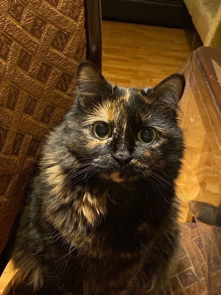 a cat is sitting on the floor next to a chair and looking at the camera