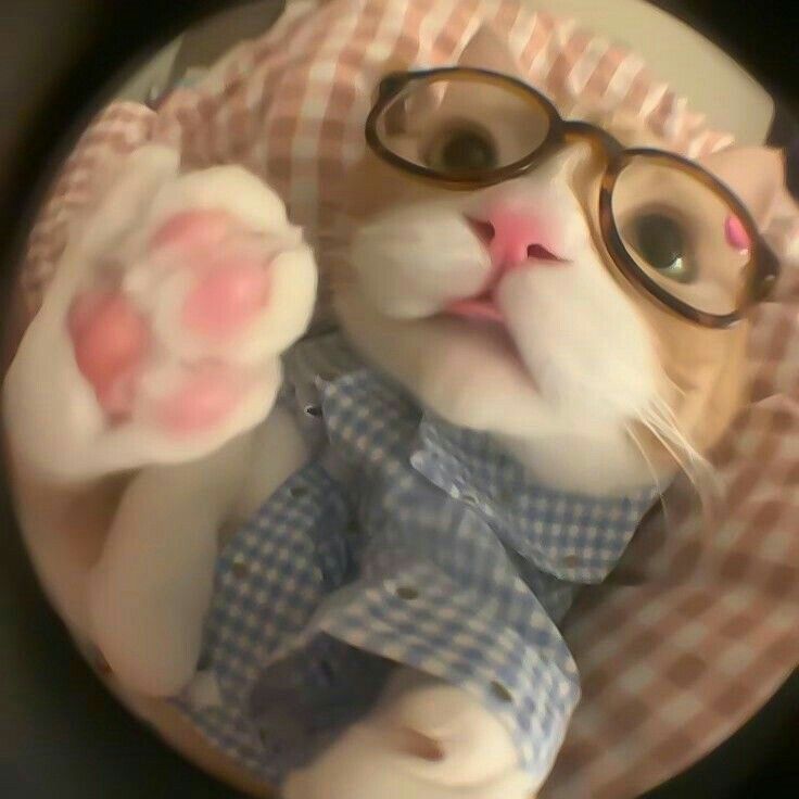 a cat wearing glasses and a checkered shirt is looking up at the camera while sitting in a basket