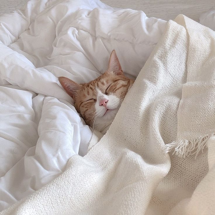 an orange and white cat sleeping on top of a bed covered in blankets with its eyes closed