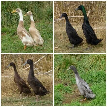 four different pictures of ducks standing in the grass