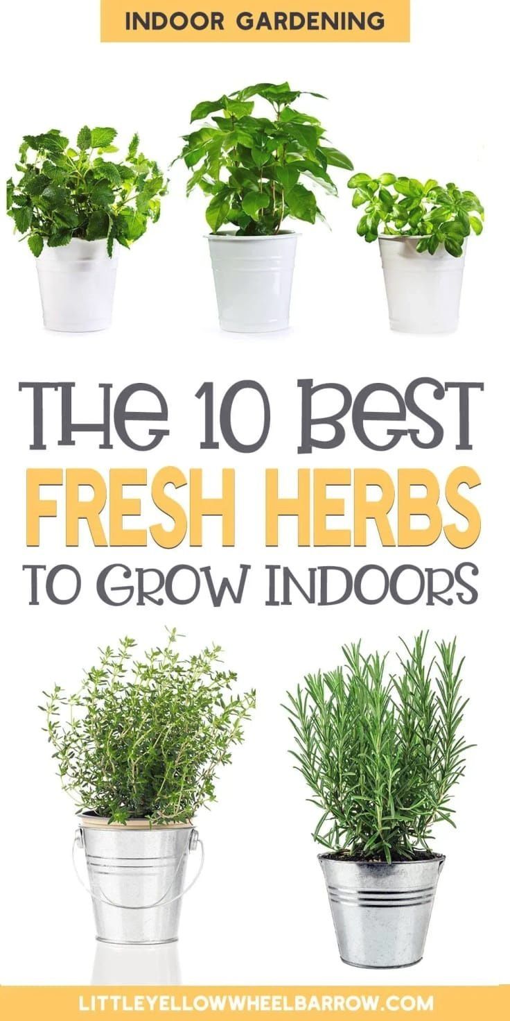 Indoor herb gardening is simple with our ultimate guide to growing herbs indoors! Discover the top herbs that thrive inside, whether your garden is in the kitchen or another room. Learn the best tips for planting and caring for indoor herbs to keep them fresh and healthy. Perfect for cold weather months, an indoor herb garden lets you enjoy fresh flavors year-round. Start growing your own herbs indoors today with our easy, step-by-step tips! Edible garden with herbs grown inside. Herbs To Grow Indoors, Casa Rock, Best Herbs To Grow, Cooking With Fresh Herbs, Easy Herbs To Grow, Herbs To Grow, Growing Herbs Indoors, Black Thumb, Sunny Window