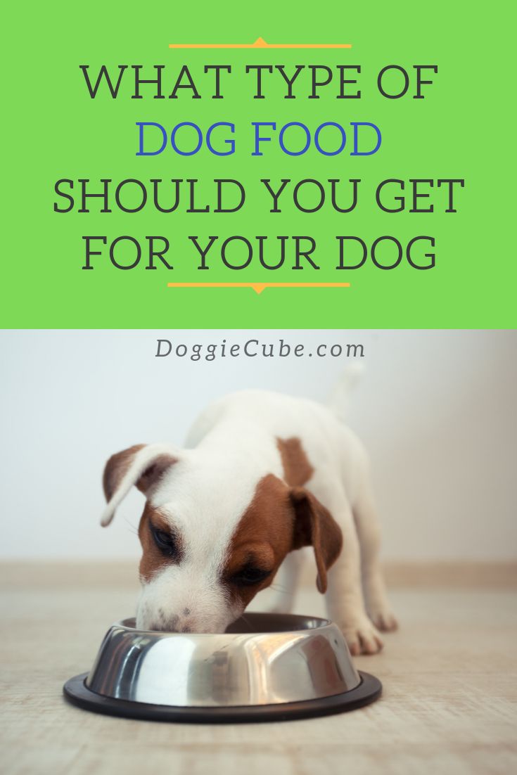 a brown and white dog eating out of a metal bowl with the words, what type of dog food should you get for your dog?