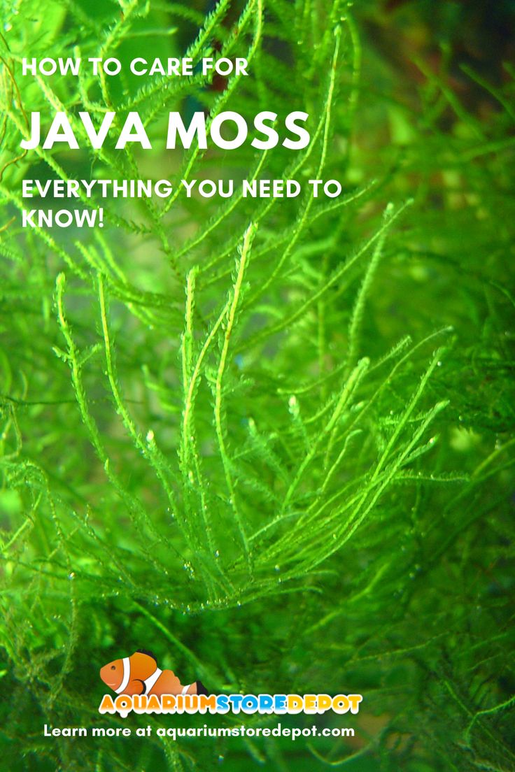 green plants with the words how to care for java moss everything you need to know