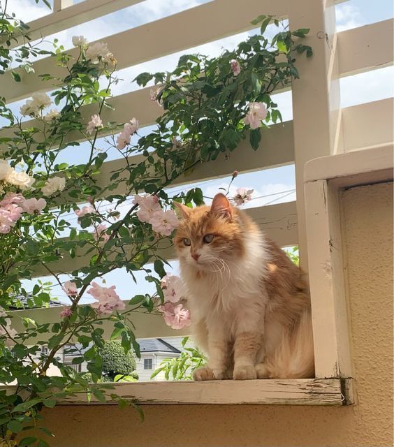 an orange and white cat sitting on top of a window sill next to flowers