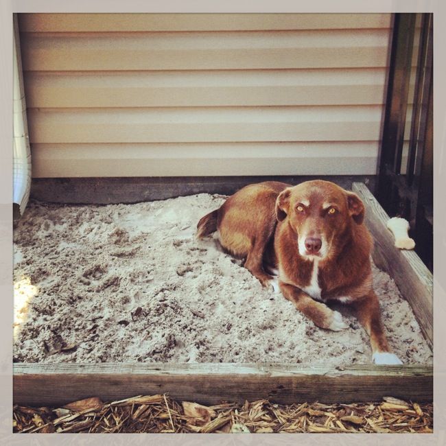 a brown dog laying on top of a pile of sand next to a building with a door