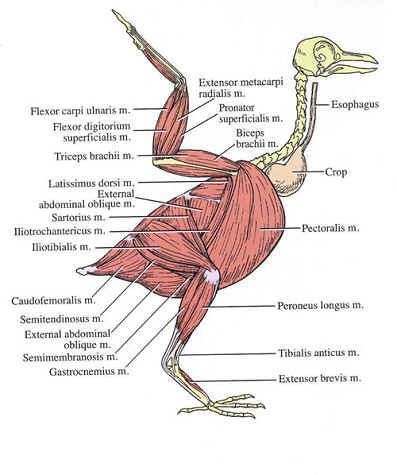 the muscles are labeled in this diagram