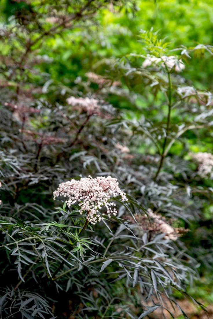 some white flowers are in the middle of green grass and bushes with pinkish leaves