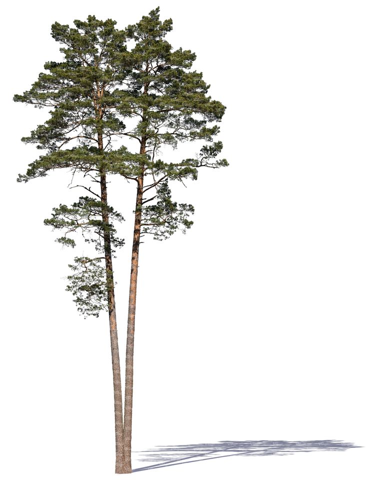 a tall pine tree on a white background