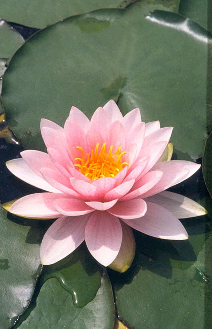 a pink water lily floating on top of green leaves