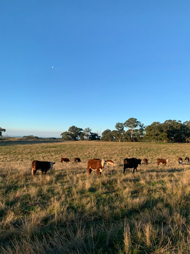 a herd of cattle walking across a dry grass field under a blue sky with trees in the background