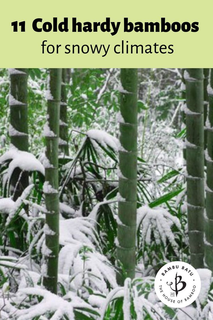 snow covered bamboo trees in the woods with text overlay that reads 11 cold - hard bamboos for snowy climates