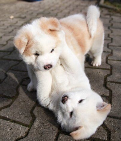 two white puppies playing with each other on the ground