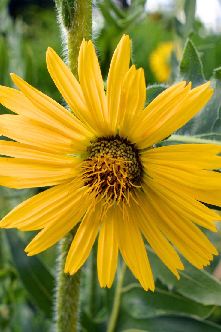 a yellow flower with green leaves in the background