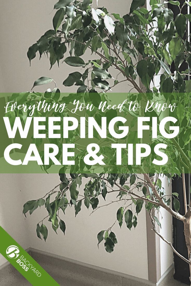 a tree with the words everything you need to know about weeping fig care and tips