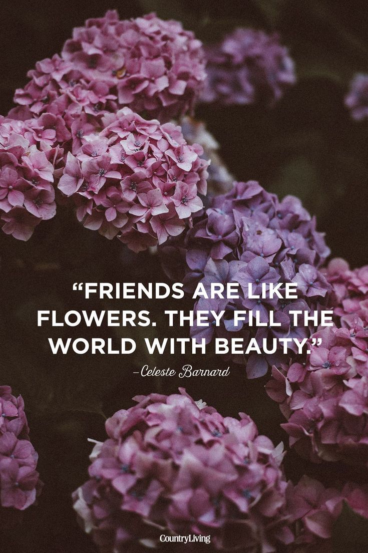 purple flowers with the quote friends are like flowers, they fill the world with beauty