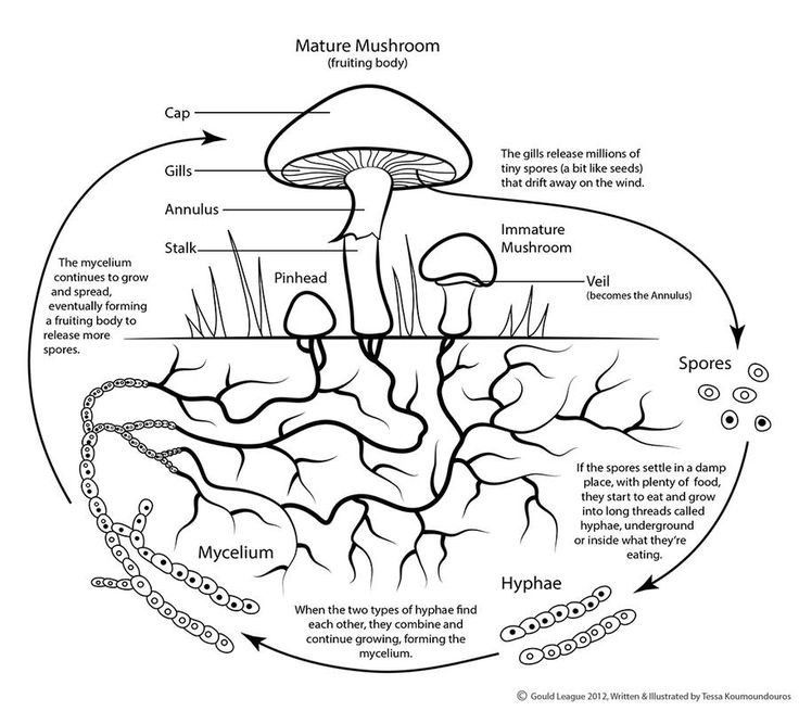 diagram of the structure of a mushroom