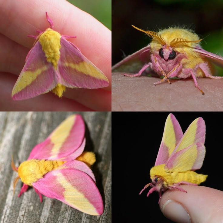 four different pictures of a pink and yellow moth