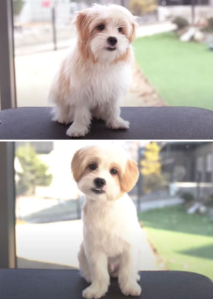 two pictures of a small white dog sitting on top of a chair