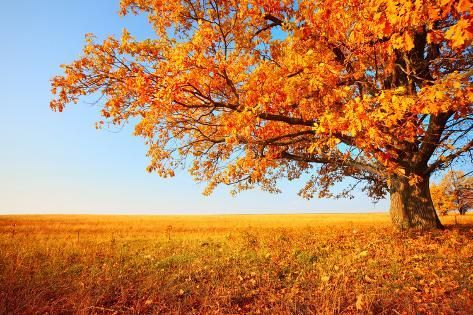 a large tree in the middle of a field with orange leaves on it's branches