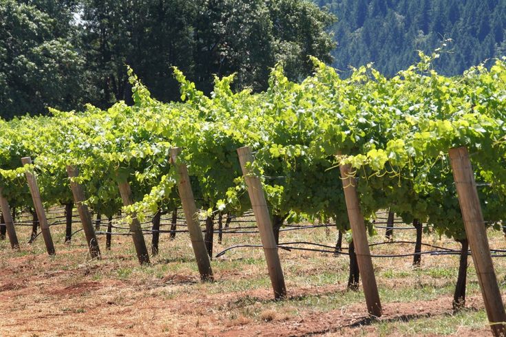 rows of vines growing in the middle of a field