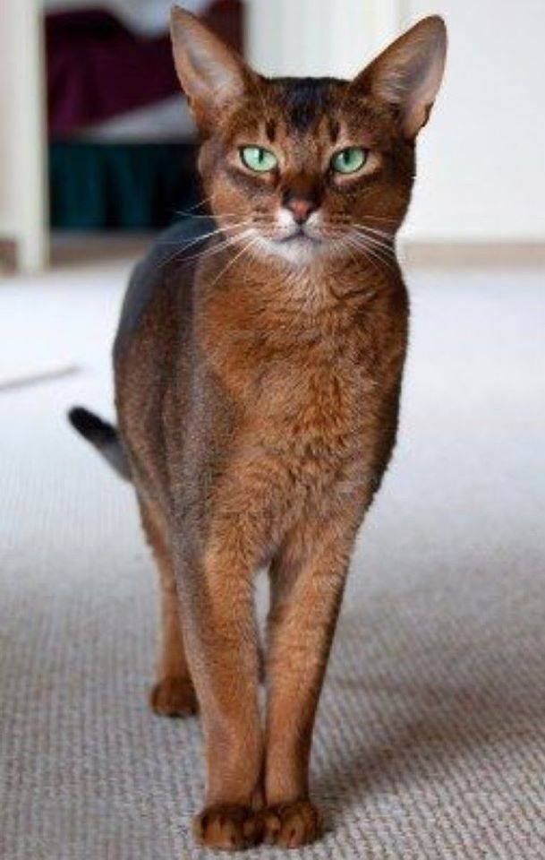 a brown cat with green eyes standing on the carpet in front of a bed room