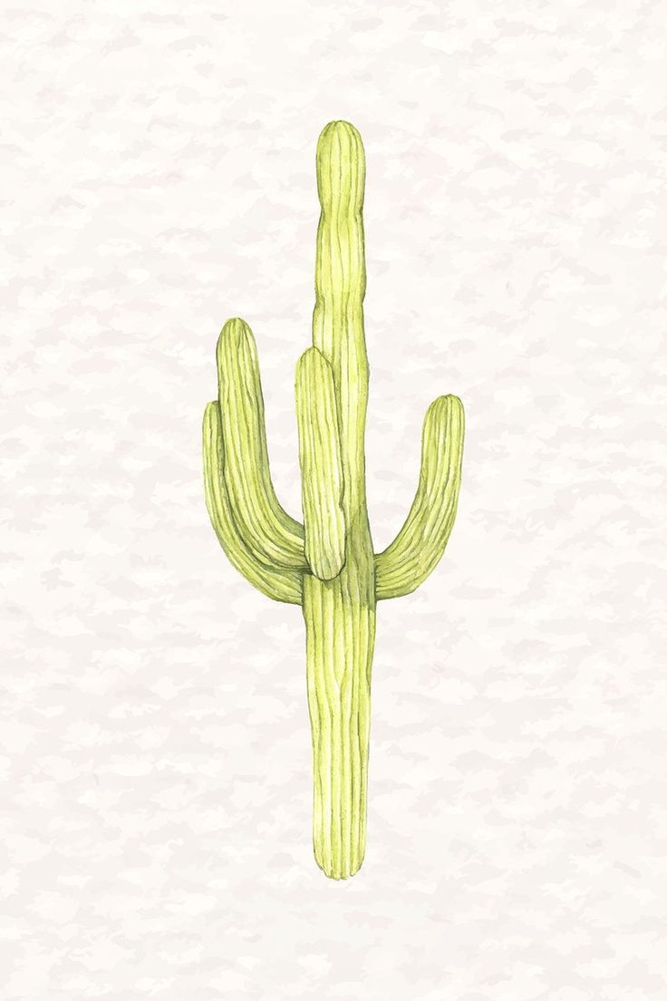 a drawing of a green cactus on a white background