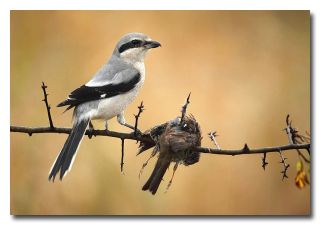 a bird sitting on top of a tree branch next to a dead bird's nest