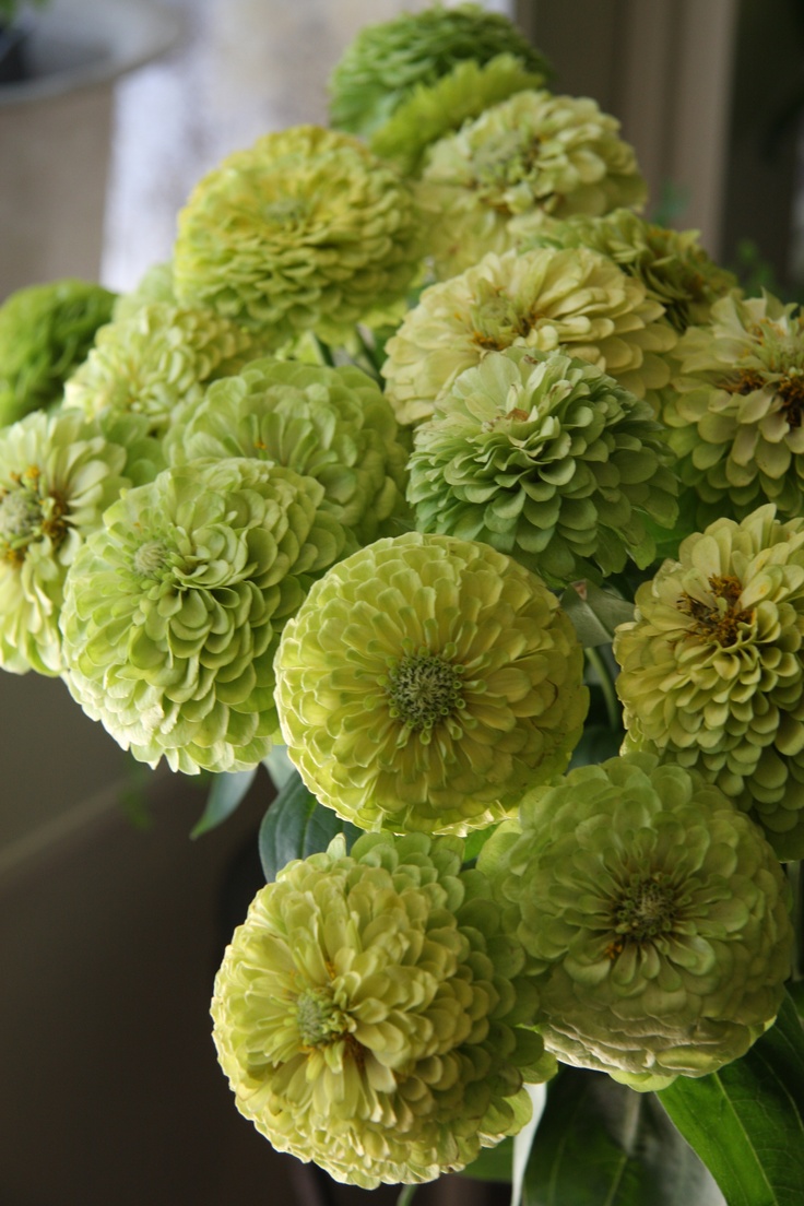 a vase filled with lots of green flowers