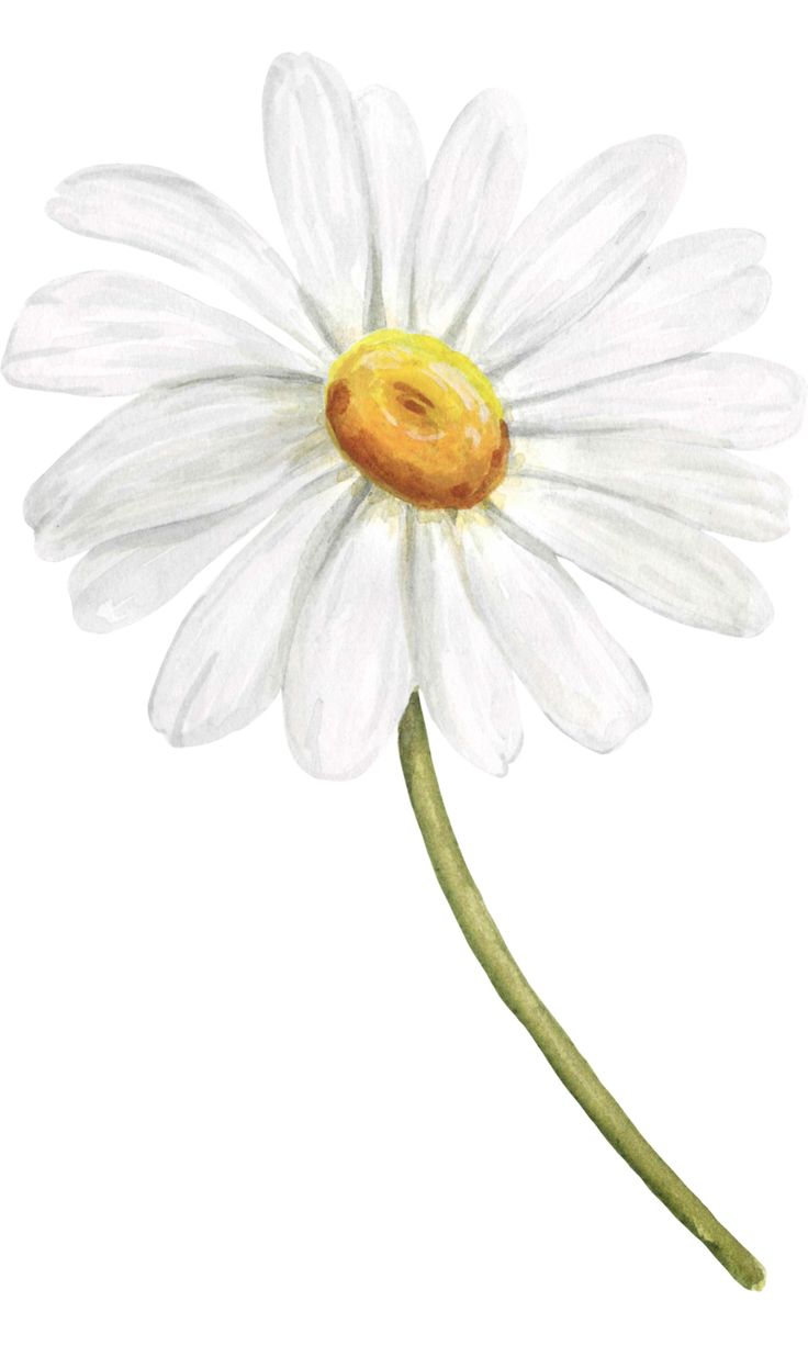 a drawing of a white flower with yellow center