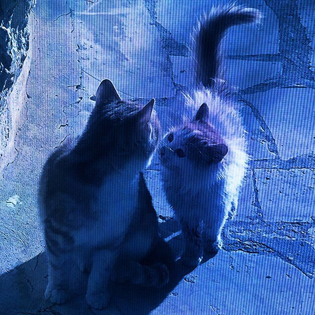 two cats standing next to each other in front of a rock wall and blue background