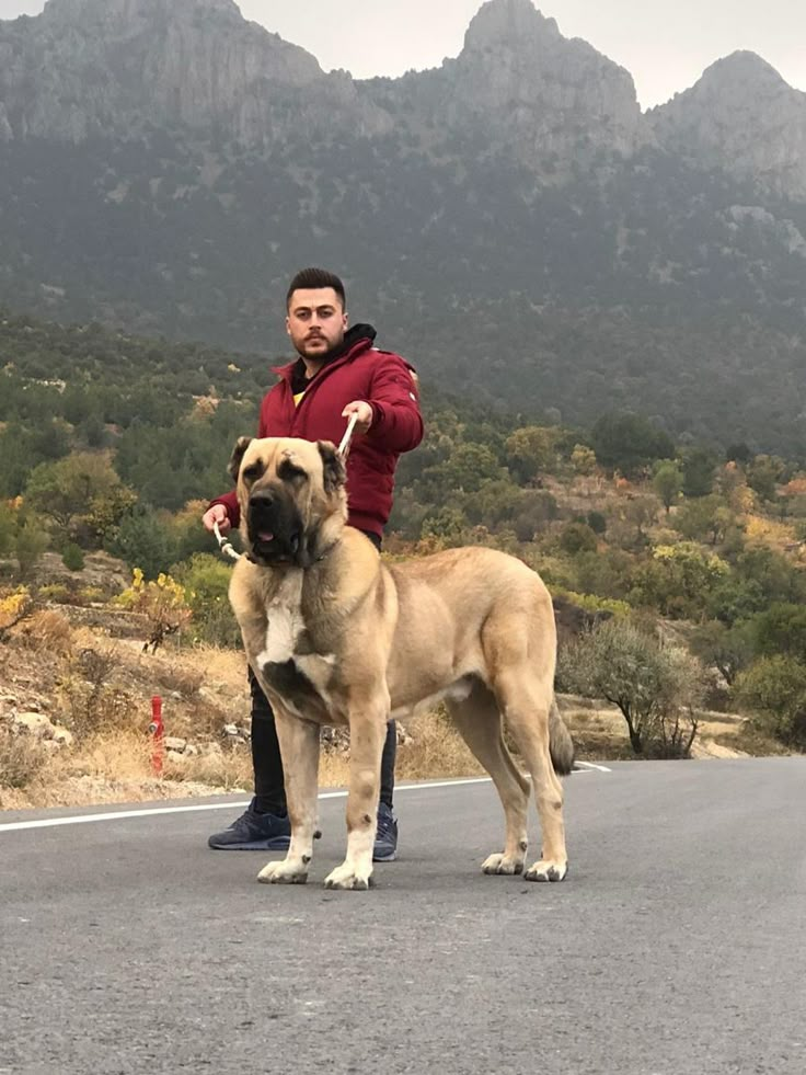 a man standing next to a large dog on the road