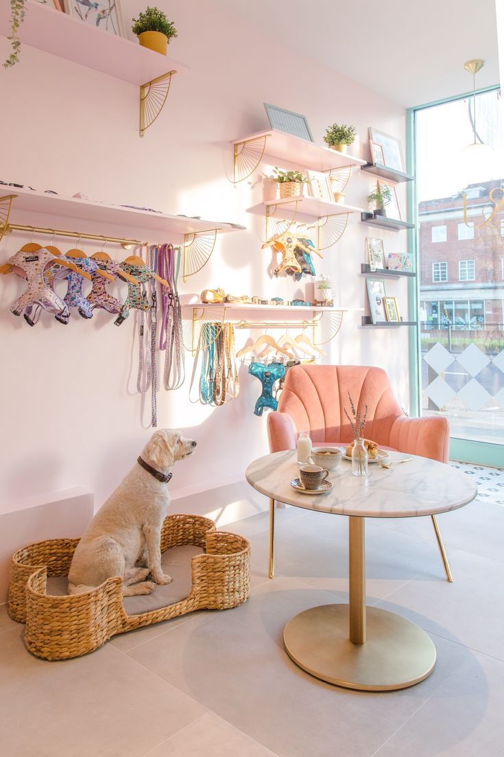 a dog sitting on a table in a room with pink chairs and shelves filled with jewelry