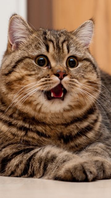 a cat laying on the floor with its mouth open