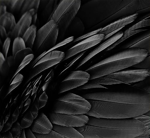 black and white photograph of feathers in close up