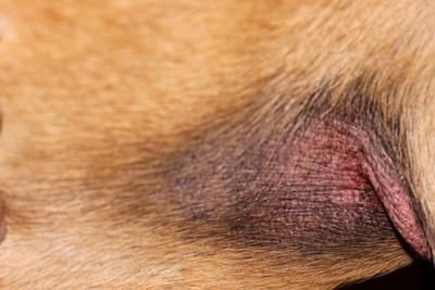 a dog's left eye with red marks on it