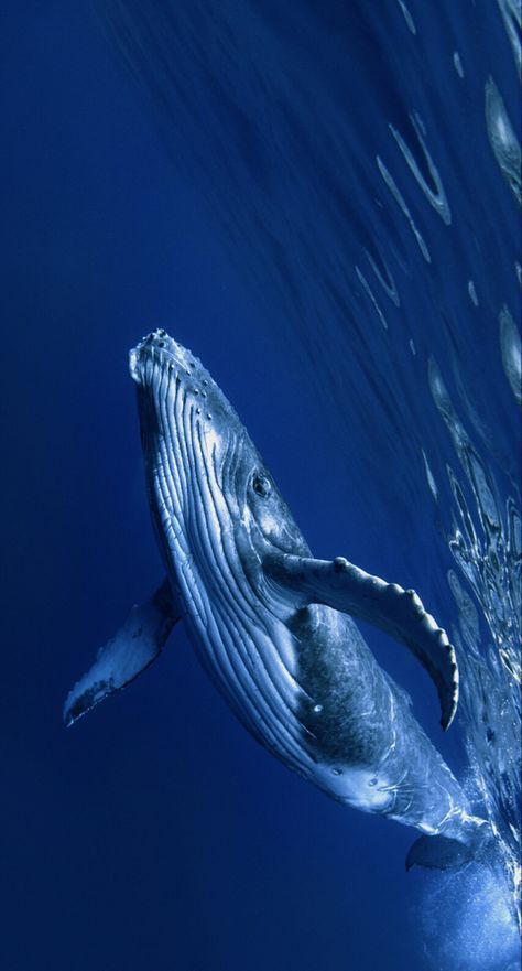 a humpback whale swims under the surface of the blue water, with its mouth open