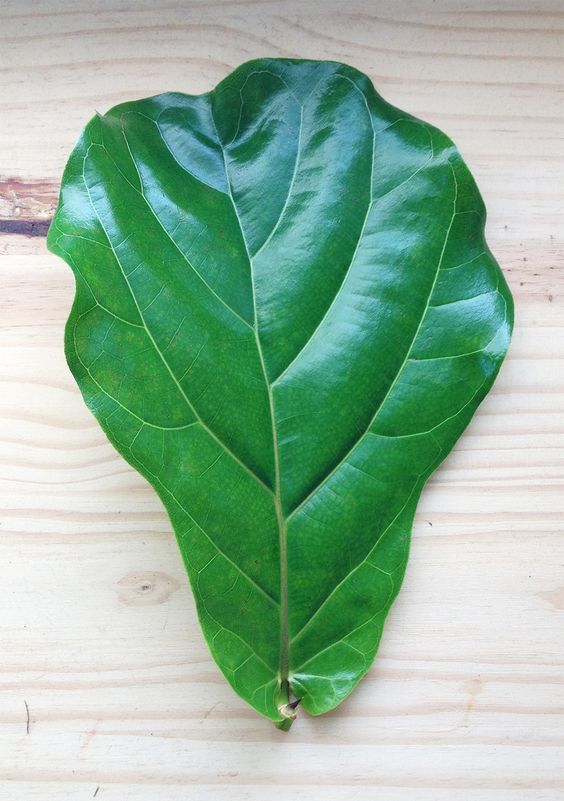 a large green leaf laying on top of a wooden table