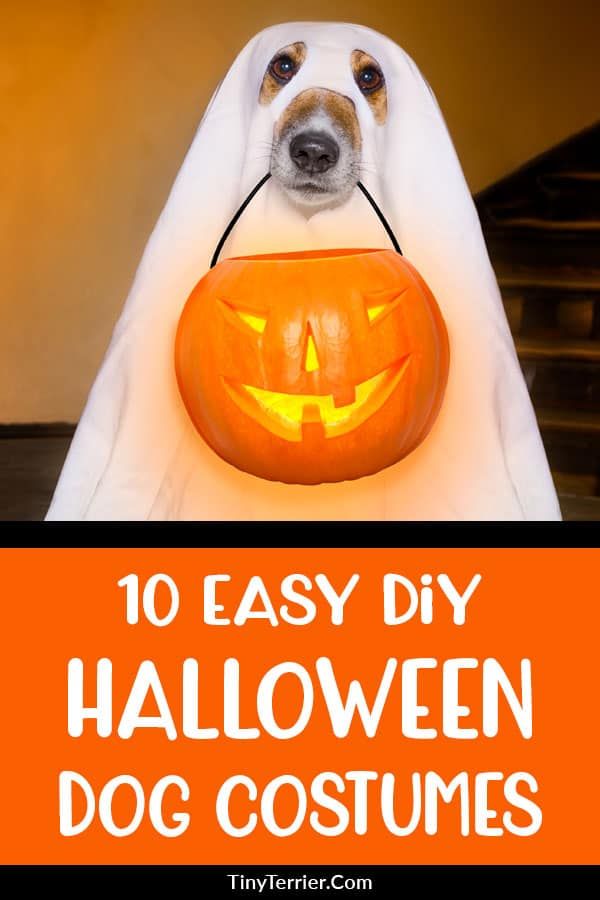 a dog wearing a ghost costume with the words 10 easy diy halloween dog costumes