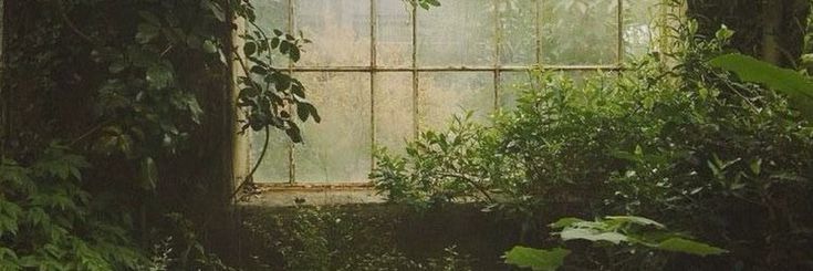 an old window is surrounded by greenery