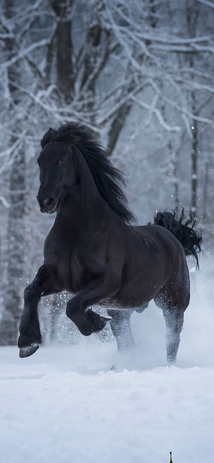 a black horse running in the snow with it's front legs spread out and tail extended