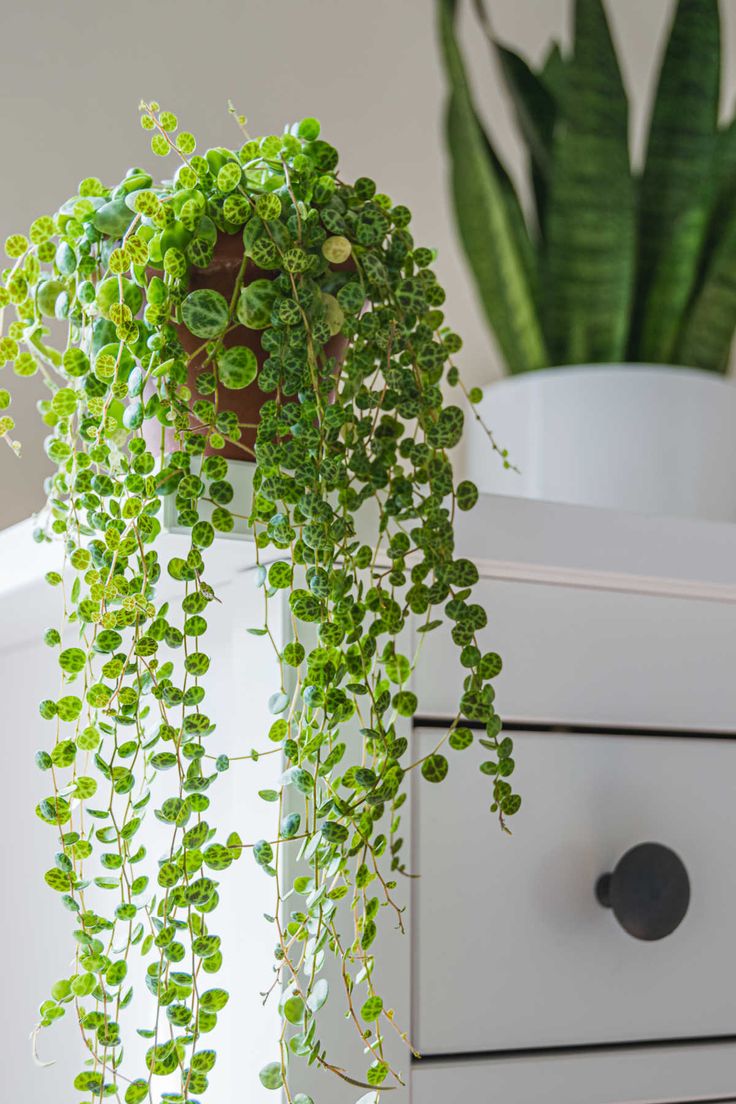 a potted plant sitting on top of a white dresser next to a green plant