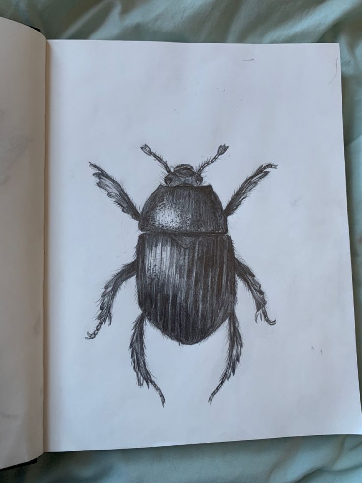 an open book with a drawing of a beetle on it's cover and the pages are drawn in pencil