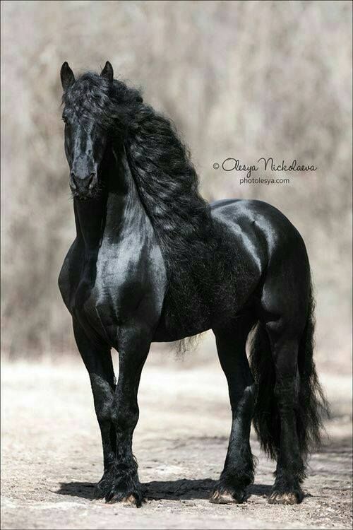 a black horse standing on top of a dirt road