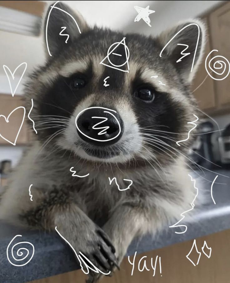 a raccoon sitting on top of a kitchen counter next to a sink with hearts drawn all over it