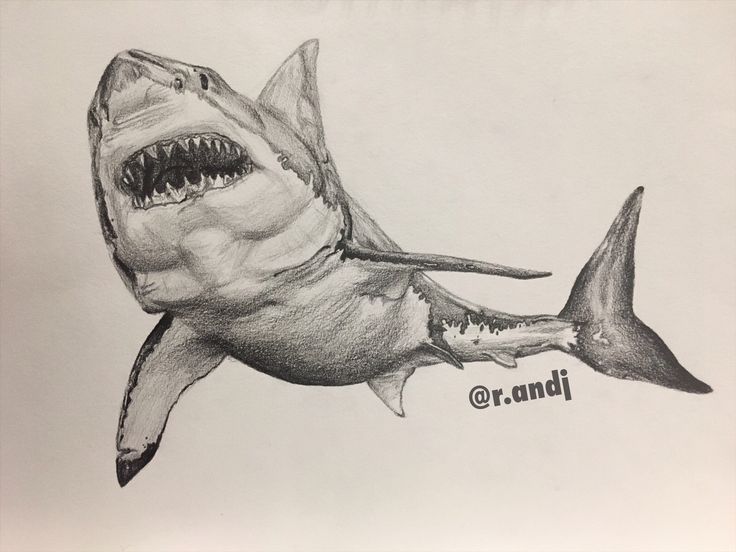 a drawing of a great white shark with its mouth open and it's teeth out