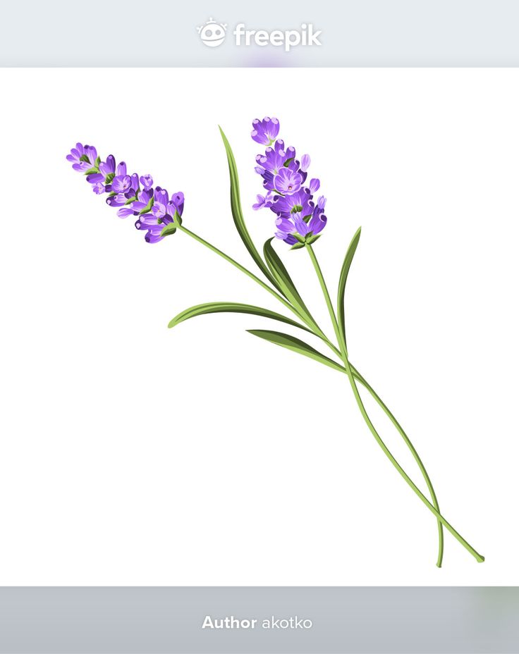 purple flowers are shown on a white background