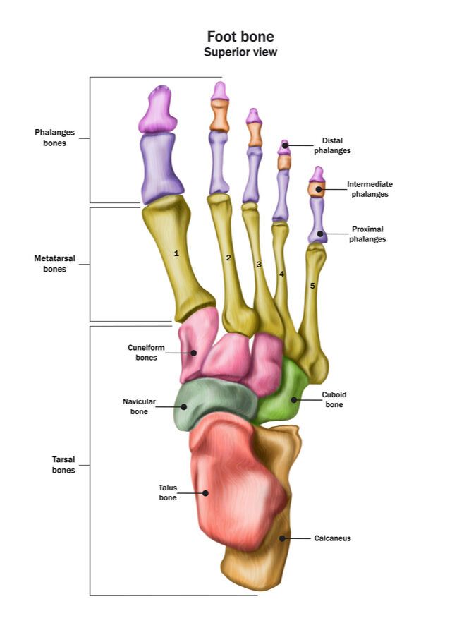 the bones of the hand and foot are labeled in different colors, including pink, green, blue, yellow, and purple