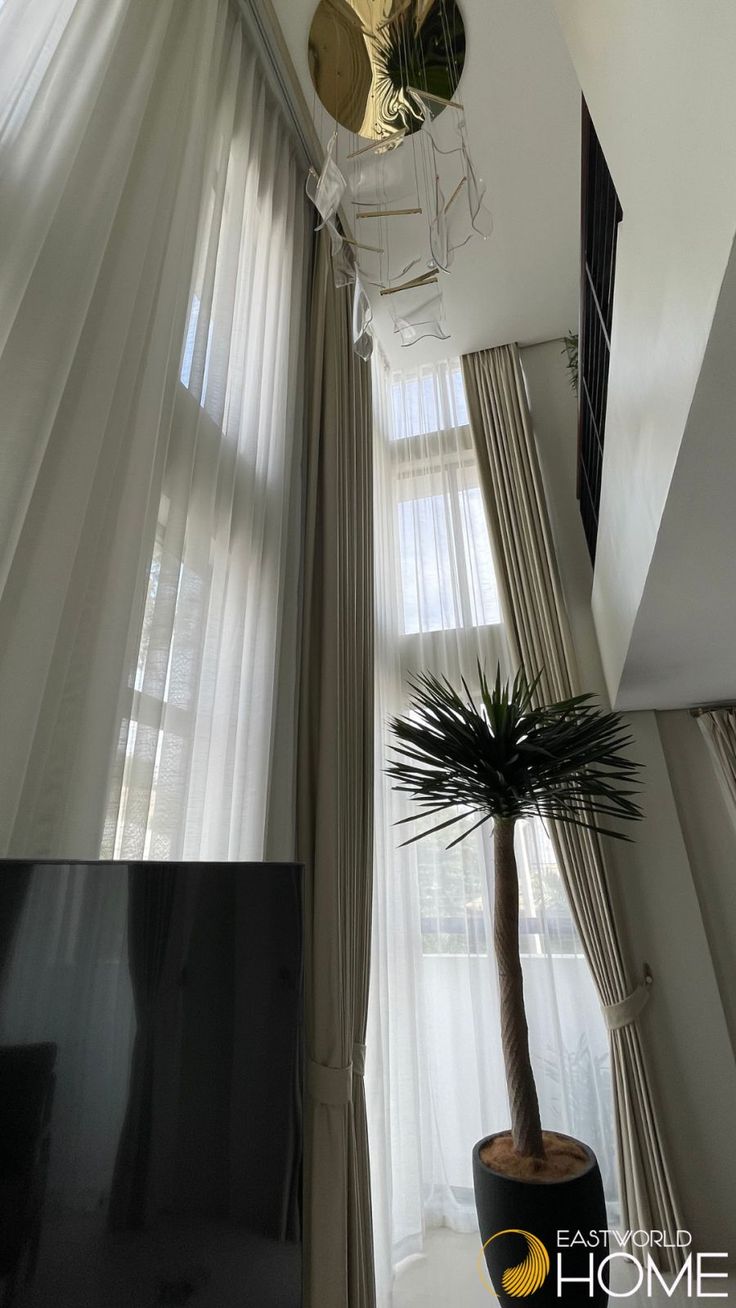 a palm tree is in the corner of a room with sheer drapes on the windows